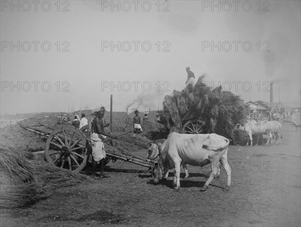 Straw or reeds being unloaded from ox-drawn carts on a river bank