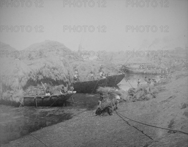 Riverbank showing boats being loaded with straw or reeds