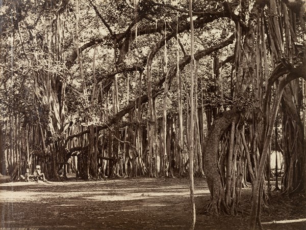 View of an Indian Banyan tree