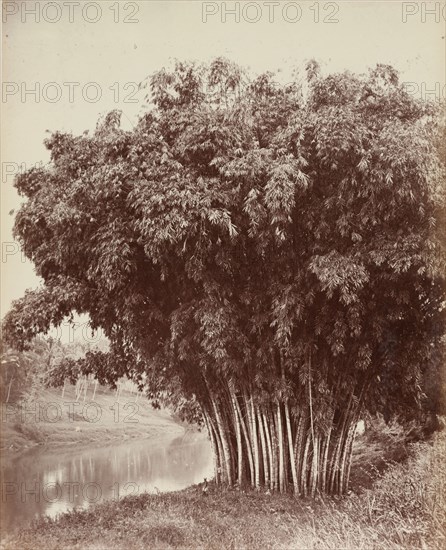 Giant Bamboo, Royal Botanical Gardens, Peradeniya