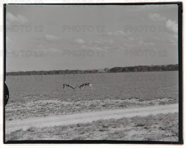 Amboseli Game Reserve