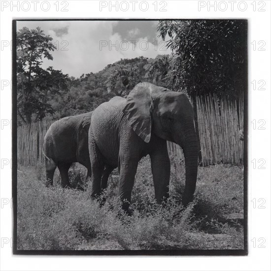 Elephants at Tsavo National Park, Voi