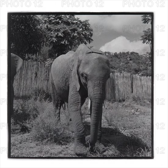 Elephants at Tsavo National Park, Voi