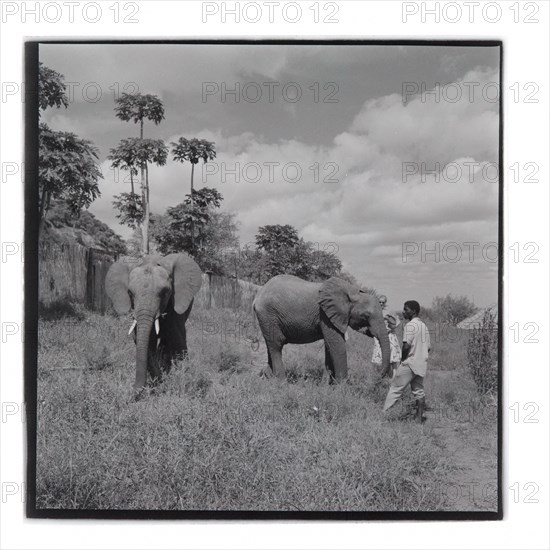 Elephants at Tsavo National Park, Voi
