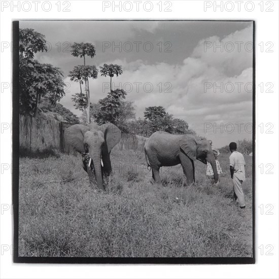 Elephants at Tsavo National Park, Voi