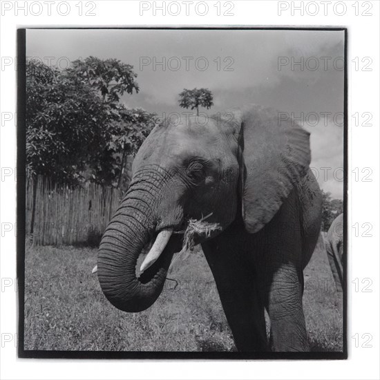 Elephants at Tsavo National Park, Voi