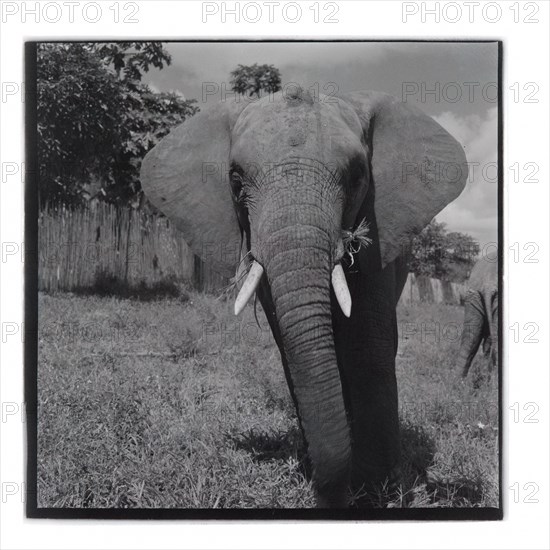 Elephants at Tsavo National Park, Voi