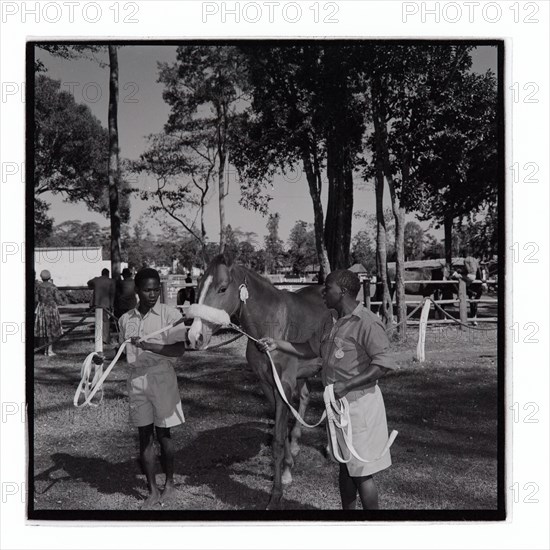 Royal Show Horse Display