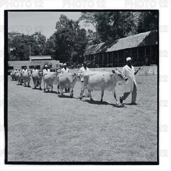 Royal Show Interbreed Cattle Parade