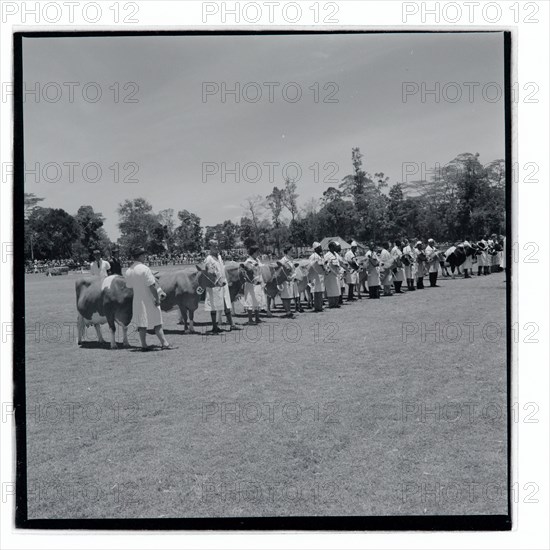 Royal Show Interbreed Cattle Parade