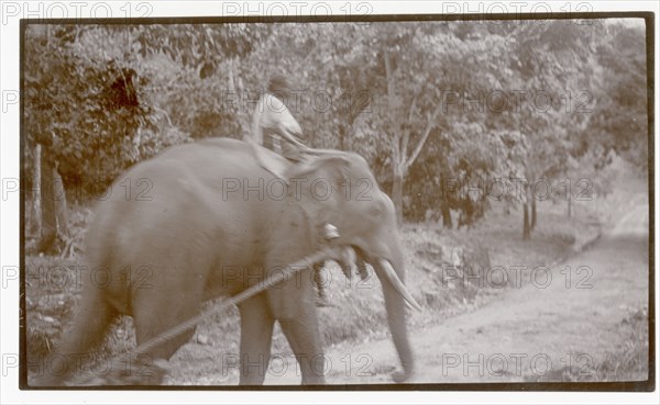 Elephant with rope around mouth