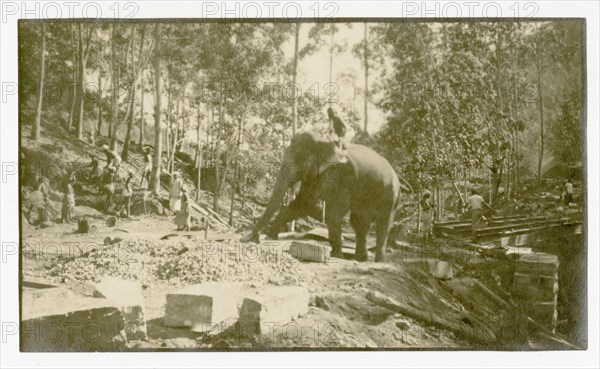 Elephant moving stone for road construction