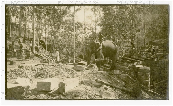 Elephant moving stone for road construction