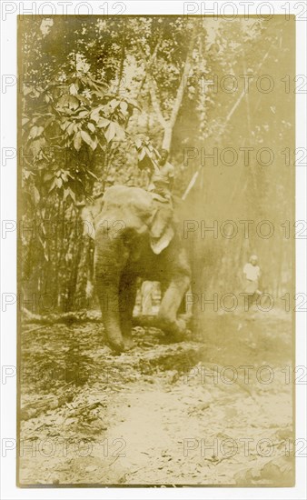 Elephant thinning rubber trees