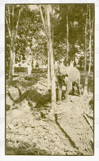 Elephant pushing rubber tree