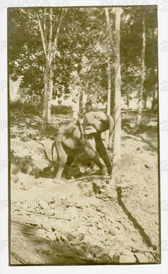 Elephant pushing rubber tree