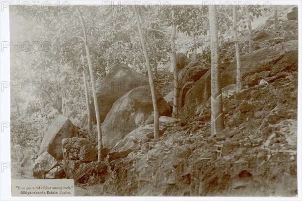 Rubber trees and rocks