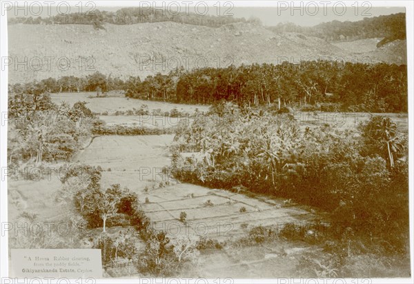 View over paddy fields and cleared hillside