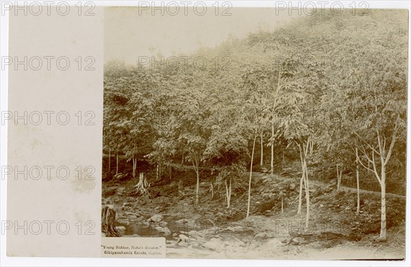 Close up of rubber trees