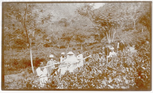 Passage through tea plantation