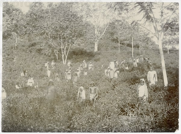 Tea pickers on Estate