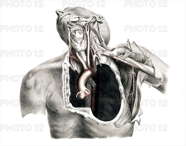 Human anatomy.