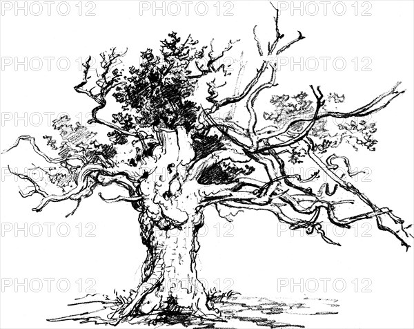 A stunted oak tree.