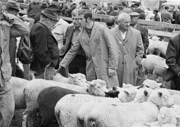 Separation of the sheep in autumn in Riffenmatt, 1970.