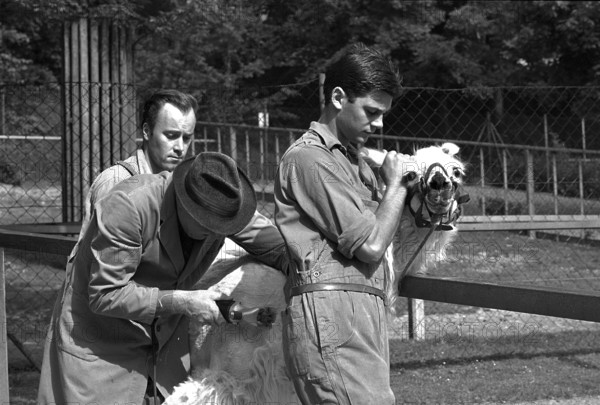 Zoo Zurich; animal keeper cropping lama; 1967.