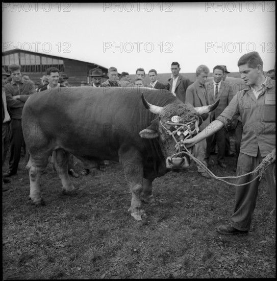 Optimist, the bull of the year, breeding bull market Zug 1962.