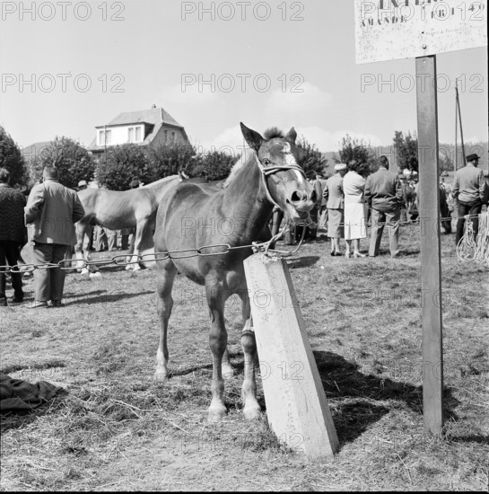 Horse market of Chaindon-Reconvilier, foal, 1959.