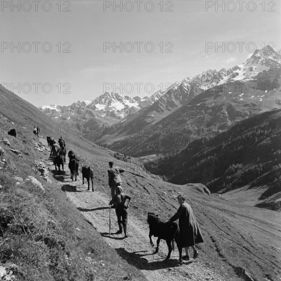 Driving the cattle up to the mountain pastures, 1955.