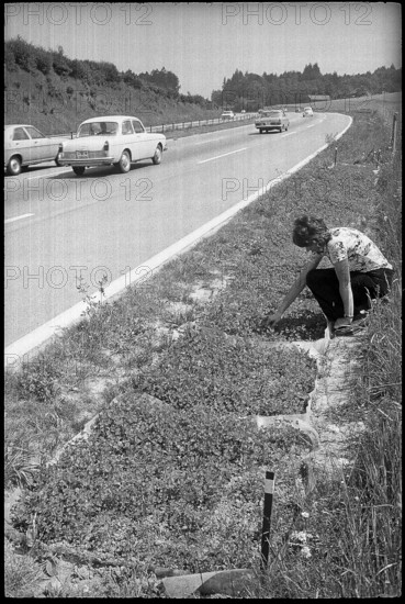 Test gardening along the motorway, 1972.