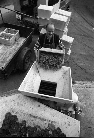 Epesses; grape harvest; 1971.