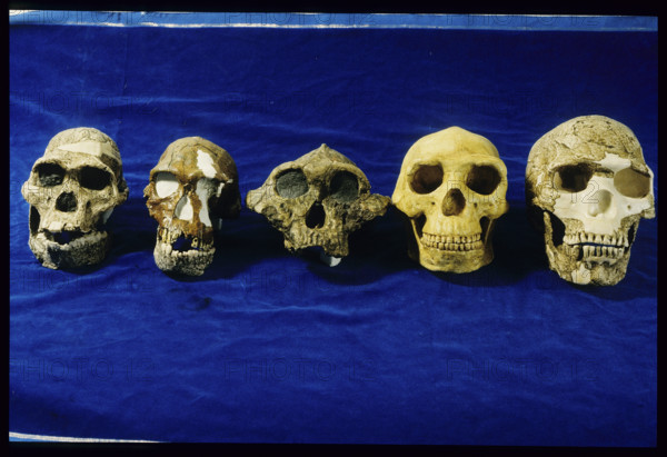 Different Skulls, National museum Kenya 1984