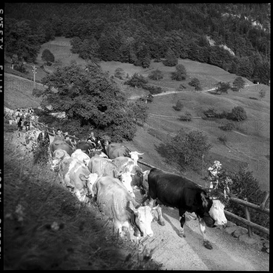Alpabzug in the Justistal Valley, 1958.