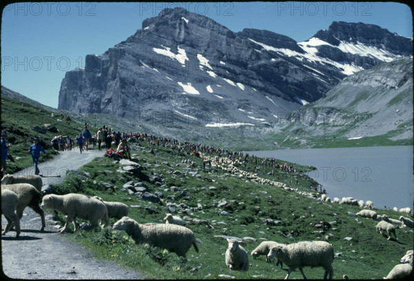 Sheep festival at the Gemmi pass, 1980.
