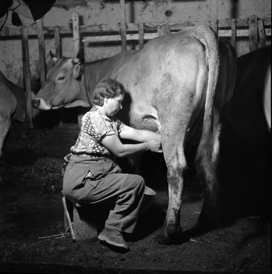 Farmer Milking a Cow, 1945.