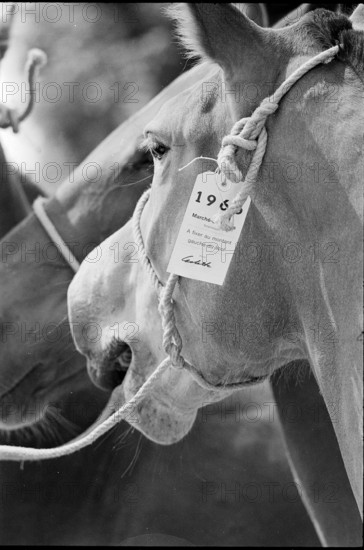 63th Marche-Concours Saignelegier, horse's head 1966.