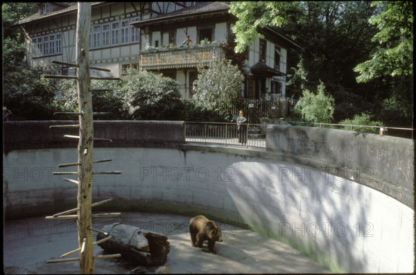 Bear in Barengraben.
