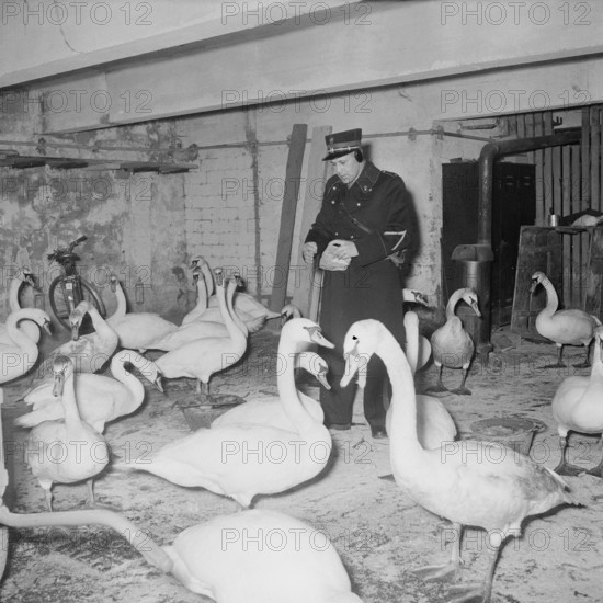 Swan-rescue.