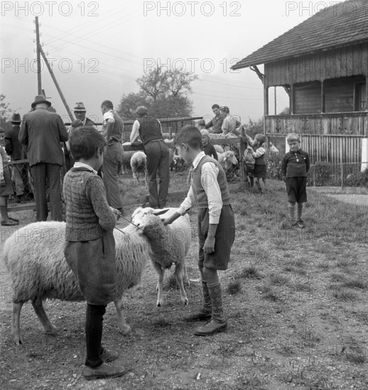Separation of the sheep in autumn, 1941.