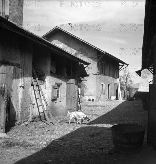 Dog crossing lane in the village Gy; 1947.