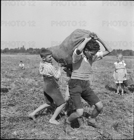 Schoolchildren gleaning; gleanings; 1941.