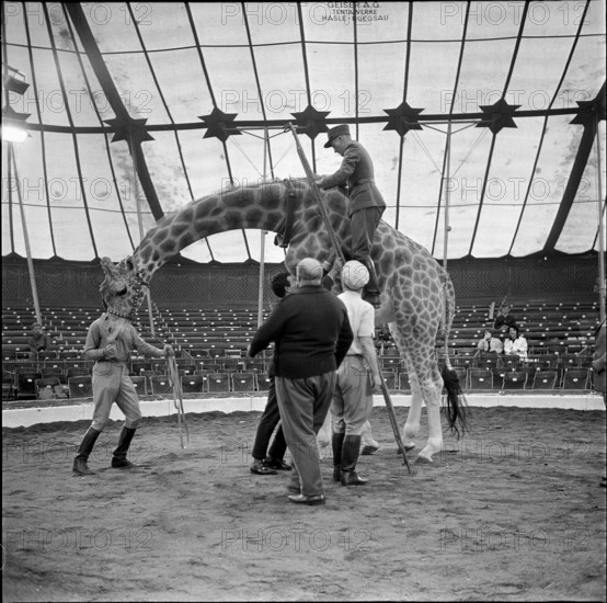 Henri Chammartin riding giraffe of Circus Knie 1966.