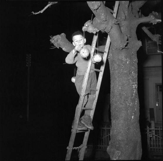 Boy fixes lanterns on a tree, on Santa Claus in Arth, 1950.