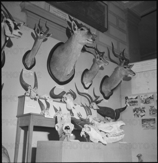 Hunting Trophies, 1953.