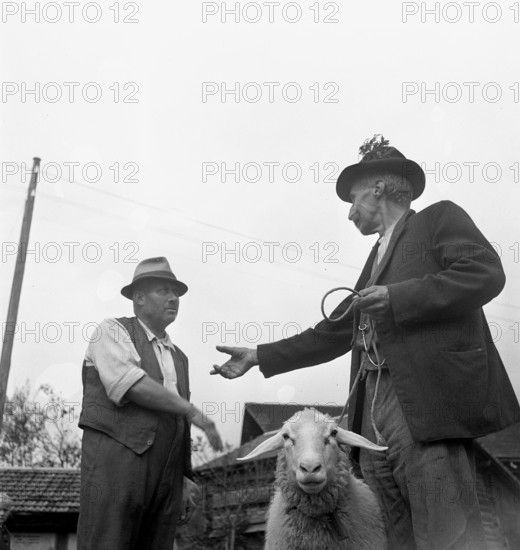 Separation of the sheep in autumn, 1941.