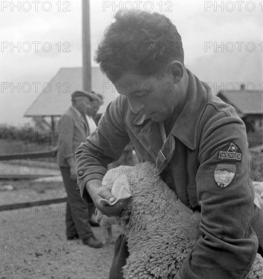 Separation of the sheep in autumn, 1941.