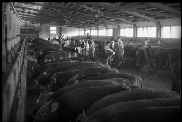 Breeding bull market Sargans, examination of animals 1962.